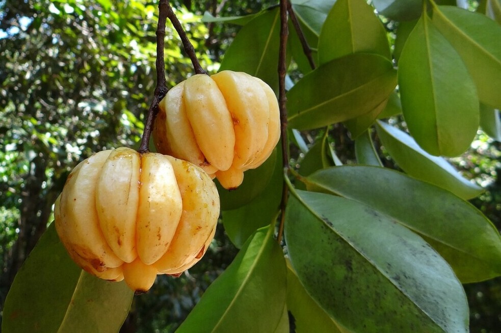 Garcinia Cambogia